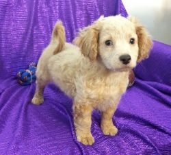 Gorgeous Cavapoo puppies For Sale