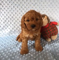 F1 Red Toy Cavapoo Puppies Ready