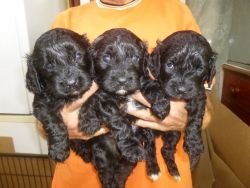Black Cavapoo Puppies