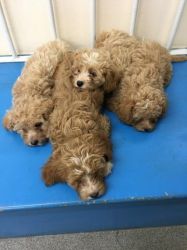 Beautiful Cavapoo Puppies for sale