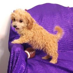 Affectionate Cavapoo Puppies for Sale.