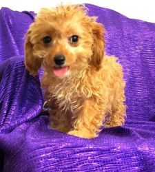 Adorable Cavapoo Puppies for Sale