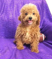 Nice and Healthy Cavapoo Puppies Available