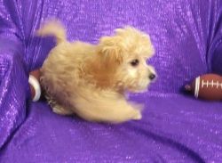 Boys and girls Cavapoo puppies for sale