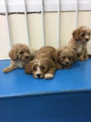 Gorgeous Cavapoos Puppies for sale