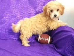 Male and female Cavapoo puppies For Sale
