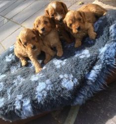 Loving Puppies Looking For New Homes