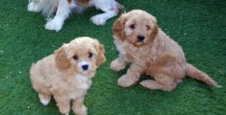 Cavapoo Pups From Dna Tested Parents