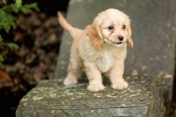 AKC Cavapoo puppies for sale