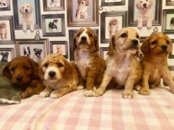 Stunning Cavapoos Puppies for sale