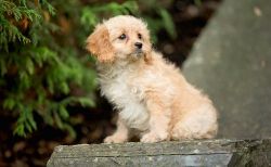 Super cute Cavapoo Puppies Set And Ready