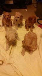 5 Boy Cavapoo Puppies