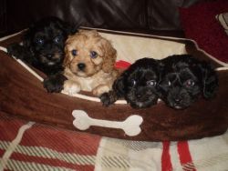 Cavapoo Puppies For New Homes