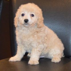 Affectionate Cavapoo puppies available now
