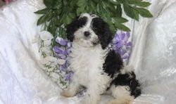 Male and female Cavapoo puppies