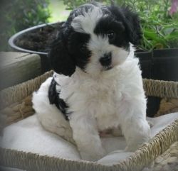 Cavapoo Puppies Searching For Good Homes.
