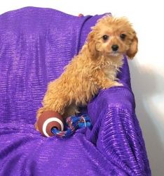 Male and female Cavapoo puppies available