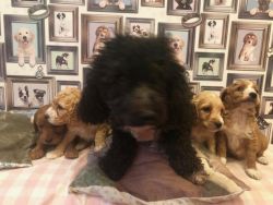 Charming Cavapoo Puppies for sale