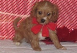 Affectionate Cavapoo puppies available now