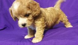Lovely Cavapoo puppies puppies - ready to go