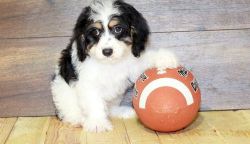 Affectionate Cavapoo Puppies For Sale