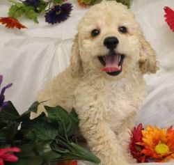 Very cute and lovable Cavapoo puppies