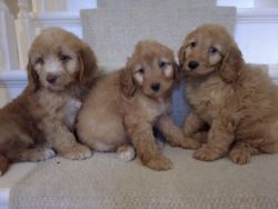 We have a beautiful litter of Cavapoo puppies for adoption