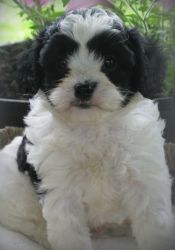 Akc reg. Male and female Cavapoo puppies