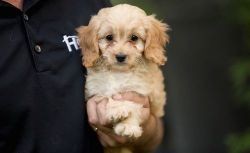 Lovely AKC/ APRI Cavapoo Puppies For Sale.