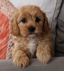 F1 Cavapoo Puppies Pra Clear Dna Tested