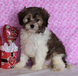 Cavapoo Pups Available Due To Timewasters