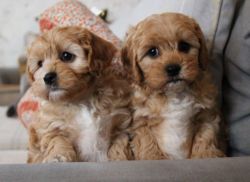 Beautiful Apricot Cavapoochon Puppies For Sale