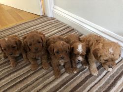 Red Cavapoo Boys /health Tested Clear Parents