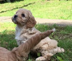 ****cavapoo Puppies One Girl Only ******