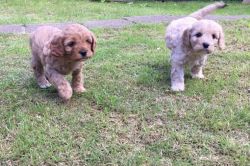 Apricot Cavapoos For Sale