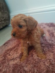 F1 Cavapoos Red 2 Boys Available