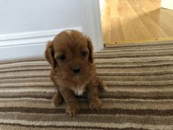 Beautiful F1 Solid Red Cavapoo Puppies