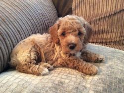 F1 Dna/pra Clear Red Cavapoo Puppies
