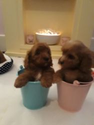 Gorgeous Playful Teddy Bear Cavapoochon Puppies