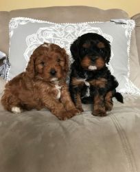Beautiful Cavapoo puppies Available now