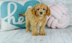 Beautiful Cavapoo Puppies available and ready.