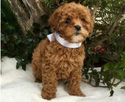 Absolutely Adorable Cavapoo Puppies