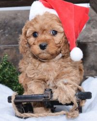 Amazing Male and Female Cavapoo puppies