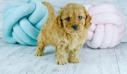 Well Socialized Male and Female Cavapoo Puppies