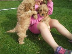 Cavapoo puppies male and female vaccinated and dewormed contact or tex