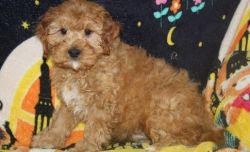 Sweet and Playful Fluffy Light Red Cavapoo Puppies