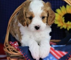 Beautiful Male and Female Cavapoo Puppies
