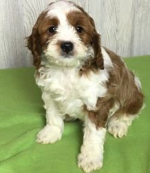 Microchipped Male and Female Cavapoo Puppies
