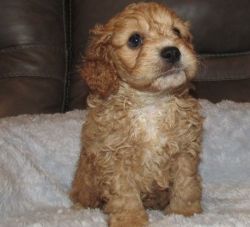 Very Well Socialized Male and Female Cavapoo Puppies