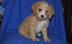 Affectionate, Playful Male and Female Cavapoo Puppies